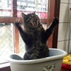 Логотип телеграм канала @harsh_humor — Жесткий юмор / мемы