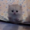 Логотип телеграм канала @harujino — харуджино