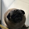 Логотип телеграм канала @hasantudasuda — хасанские тудасюда