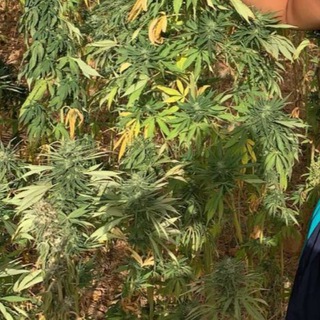 Logo de la chaîne télégraphique hashdryfarmz - HASH-DRY ⛰ FARMZ ✔️