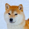 Логотип телеграм канала @hatsushiba — Питомник сиба ину Хатсушиба