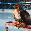 Логотип телеграм канала @hawksandwings — HAWKS AND WINGS