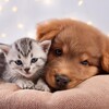 Logo of telegram channel hayvanlar_dunyasi_tr — Hayvanlar Dünyası 🐾