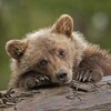 Логотип телеграм канала @he4et9sn2mktlntq6 — Мишиные истории