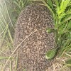 Логотип телеграм канала @hedgehogggbull — ЁЖЖЖЖ