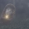 Логотип телеграм канала @hedgehoginthefogton — Это просто Ёжик в тумане