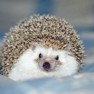 Logo of telegram channel hedgehogsbeauty — Ёжики | Beautiful Hedgehogs