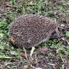 Логотип телеграм канала @hedgehogshch — Ёжик в тумане сознания