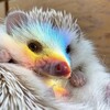 Логотип телеграм канала @hedgehogsru — Ёжики | Hedgehogs