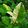 Логотип телеграм канала @heheplant — Хе-хе plant | шуточки о растениях