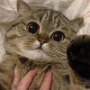 Логотип телеграм канала @helldeer — HELLDEER