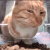 Telegram channel Hello Street Cat Россия logo