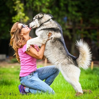 Логотип телеграм канала @help_big_dog — help_big_dog