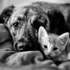 Логотип телеграм канала @helpanimalssaransk — Помощь бездомным животным Мордовии