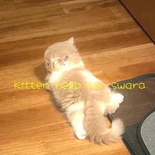 Логотип телеграм канала @helpkittysw — 🐱Kitten helpˢʷᑫʳᵃ🐾