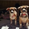 Логотип телеграм канала @helplapki26 — Четыре Лапы 🐕🐈