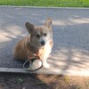 Логотип телеграм канала @heosha3 — Логово Бульбы