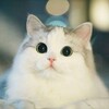 Логотип телеграм канала @herecats — тут котики