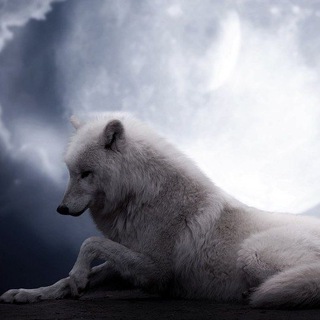 Logo des Telegrammkanals hewhitewolf - The White Wolf