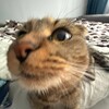 Логотип телеграм канала @hibstermax — Граф Фатежский🗿