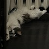 Логотип телеграм канала @himerashop99 — Лера Химера и 🐈