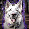 Logo of telegram channel hisdirkop — •ᴘʀɪᴄᴇʟᴇss ᴅᴏɢs ᴼᶠᶠ