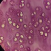 Логотип телеграм канала @histology_dn — Гистология