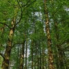 Логотип телеграм канала @historyloverssass — 🌲History Lovers • Канал по истории и политике🌲