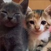 Логотип телеграм канала @hixnkz — Заработок с Хи. 🎲