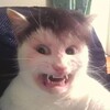 Логотип телеграм канала @ho4ysrat — мысли рыжего