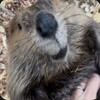Логотип телеграм канала @hobeavermenu — HOBeaverModMenu - APK 🦫