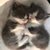 Логотип телеграм канала @hochusmetanku — кондиционеры оптом
