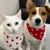 Логотип телеграм канала @holly_doggy_jrt — Холюша и Кокосик тут