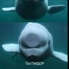 Логотип телеграм канала @holodeci — Холодец с вареньем