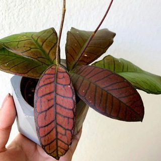 لوگوی کانال تلگرام homazarkar59 — Homa violet