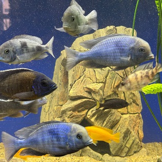 Логотип телеграм канала @home_aquarium — Аквариумные обитатели