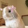 Логотип телеграм канала @homemashyniki — 🎀Кᴇйᴛ🎀