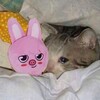 Логотип телеграм канала @honaquokka — хона бэйбигёрл