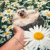 Логотип телеграм канала @horocho_na_duche — Настроение👍