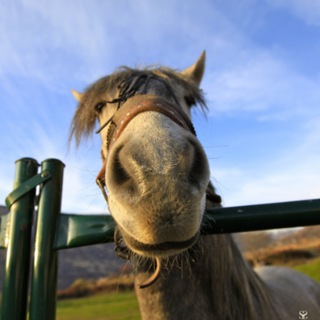 Логотип телеграм канала @horse_old — Борозды не испортит