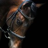 Logo of telegram channel horse2605 — 𓃗•Equstrian•life• ❄️🎄