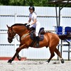 Логотип телеграм канала @horseblogyana — Конный блог | horse blog YR