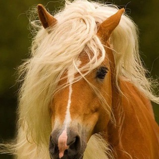 Логотип телеграм -каналу horselivesmatter — Баба с возу