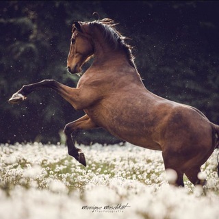 Логотип телеграм канала @horses_sivka — Мир Лошадей