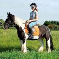 Telegram channel Horse Saddles For Sale logo