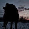 Логотип телеграм канала @horsesbestiqq — лизочка и коняшки