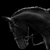 Логотип телеграм канала @horseshopamyniziyaua — Horse.shop.amyniziya.ua