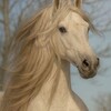 Логотип телеграм канала @horsesss52 — Лошадки