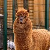 Логотип телеграм канала @hotelruzafamily_msk — Эко-отель «Руза Фэмили Парк» (отели подмосковья)