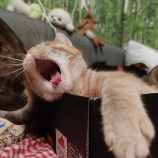 Логотип телеграм канала @house_of_the_cats — Будни котобанды